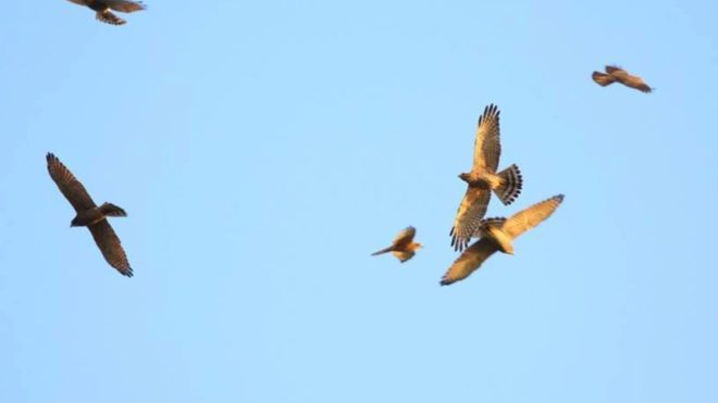 Kenting Eagle Watching: Autumn Activity in Kenting