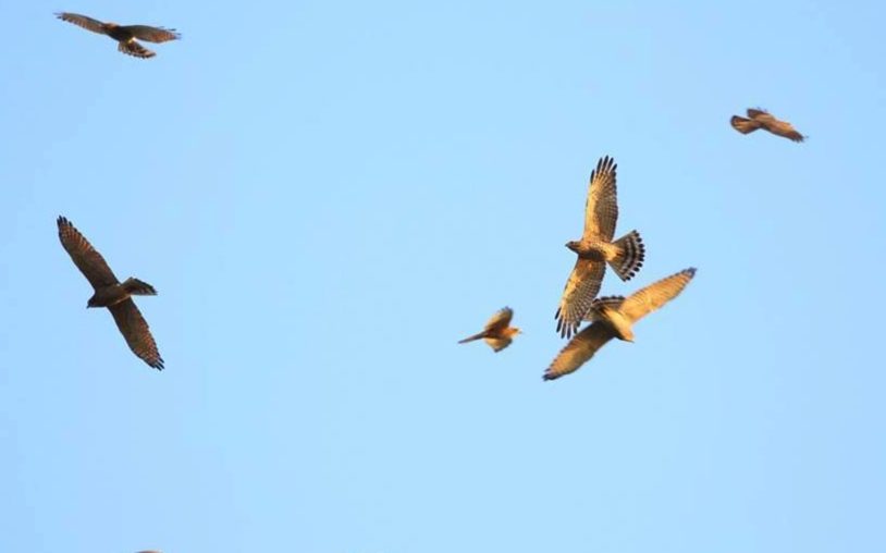Kenting Eagle Watching: Autumn Activity in Kenting