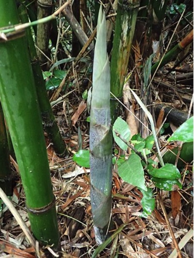 bamboo shots growing in hengchun