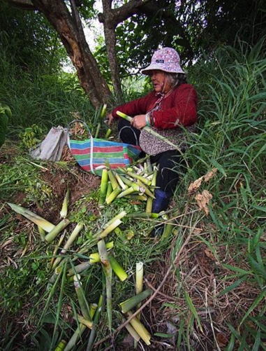 Manzhou resident prepares bamboo