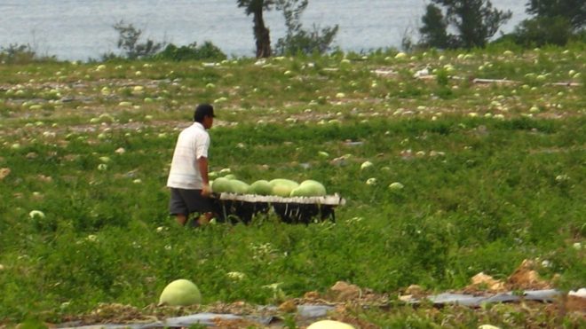 Kenting Local Food: The Earliest Winter Watermelon in Taiwan