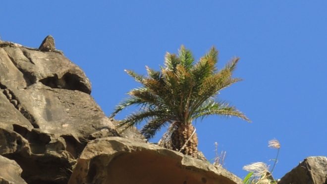 Kenting Local Food: Who planted Taiwan date palm on the edge of the cliff?