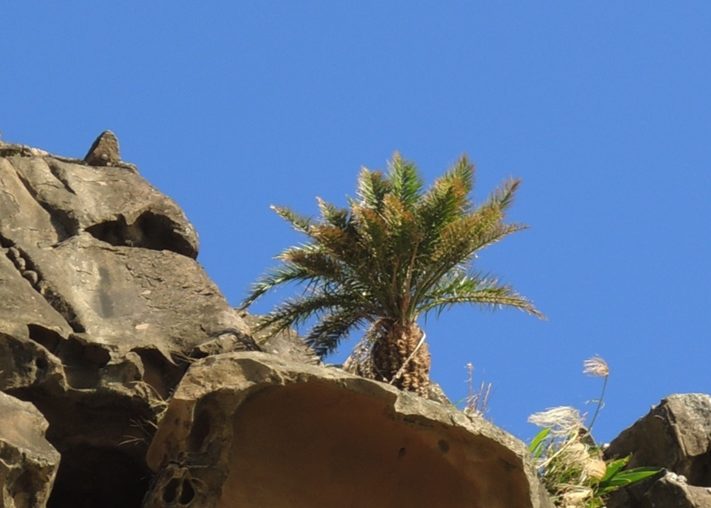 Kenting Local Food: Who planted Taiwan date palm on the edge of the cliff?