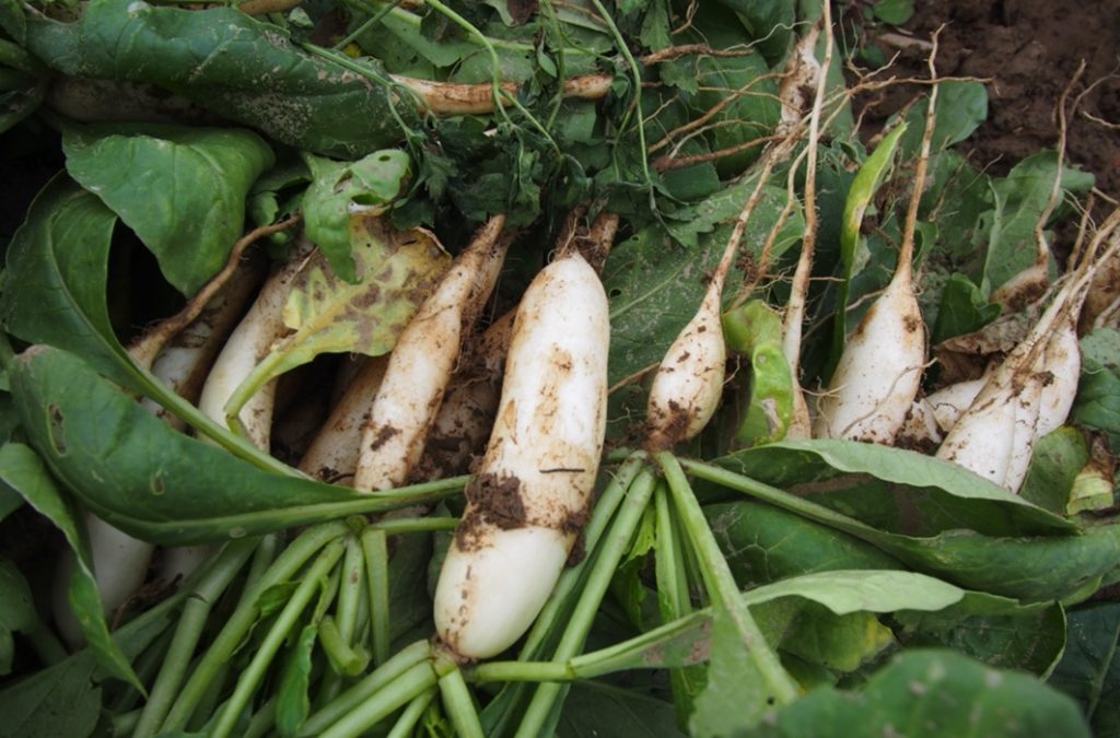 kenting local radish