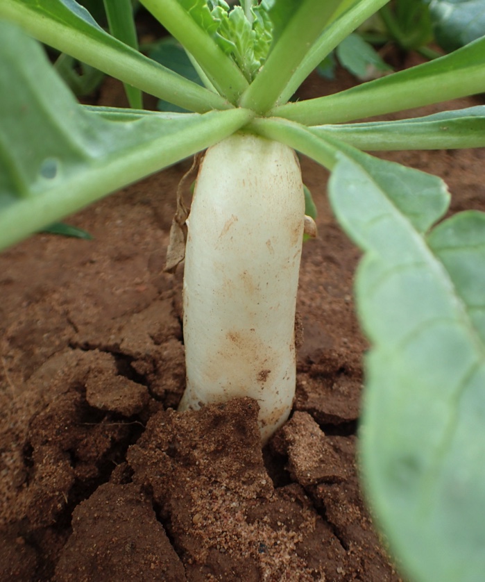 radish sticking out from the ground