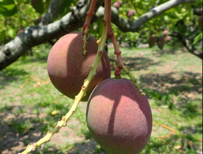Kenting Local Food: The Flavor of "Yellow While Hanging on Tree"