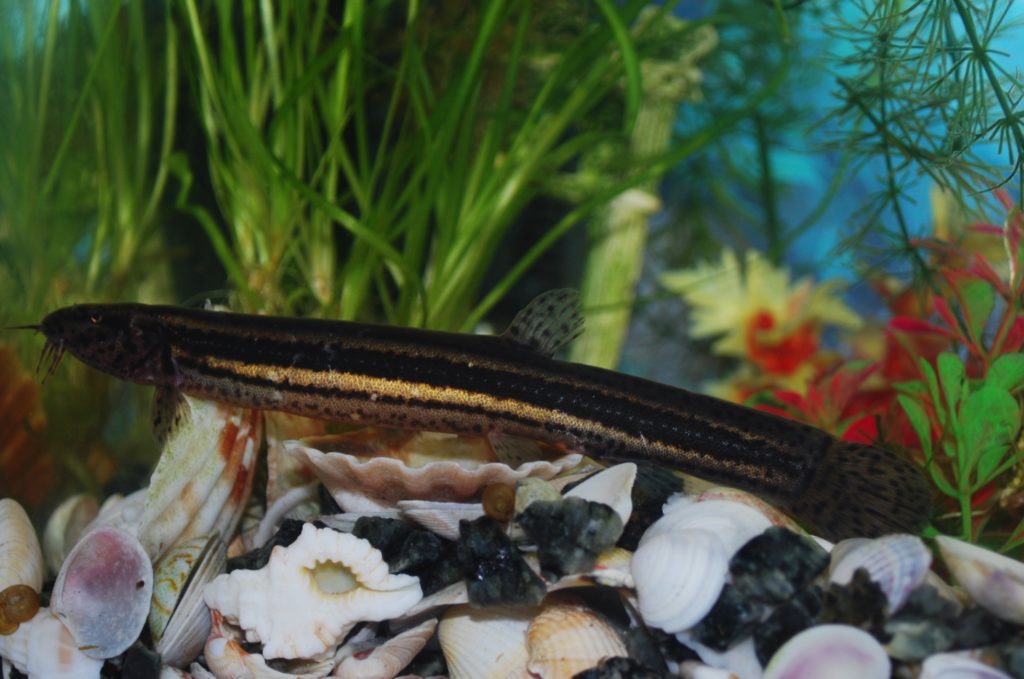 Pond loach kenting
