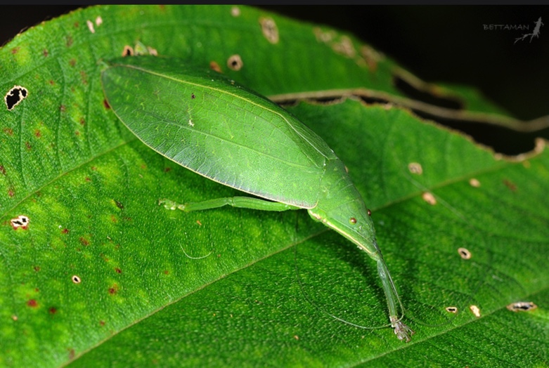 katydid