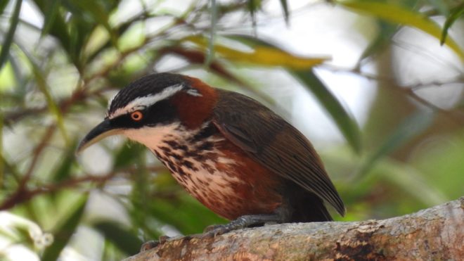 Animal Resources of Kenting National Park