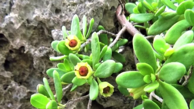 Reef Pemphis picked illegally in Houwan Kenting