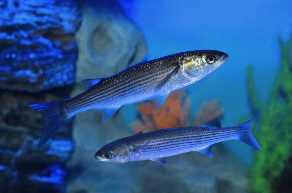 flathead grey mullet
