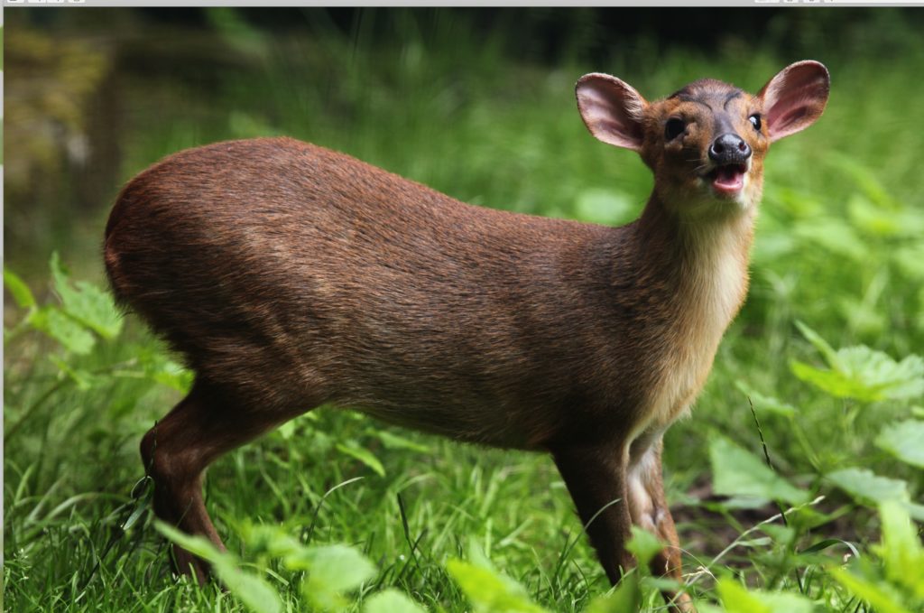 Chinese muntjac in kenting