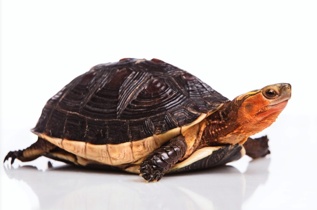 Chinese box turtle