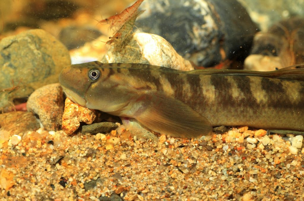 Sicyopterus japonicus