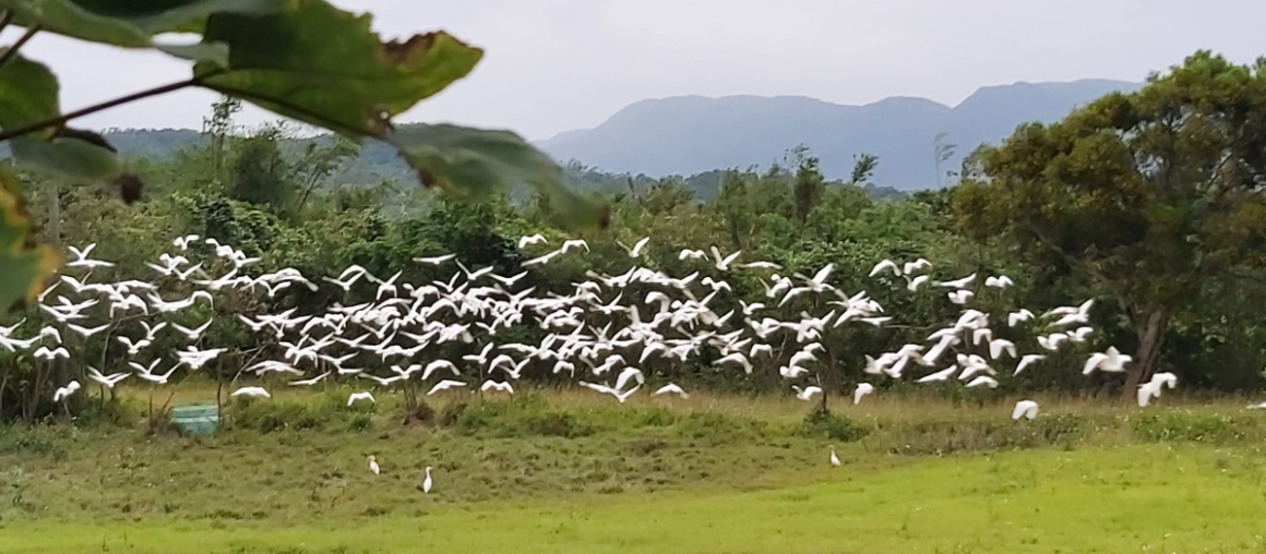 My Heart is in Manzhou: Documentary Review