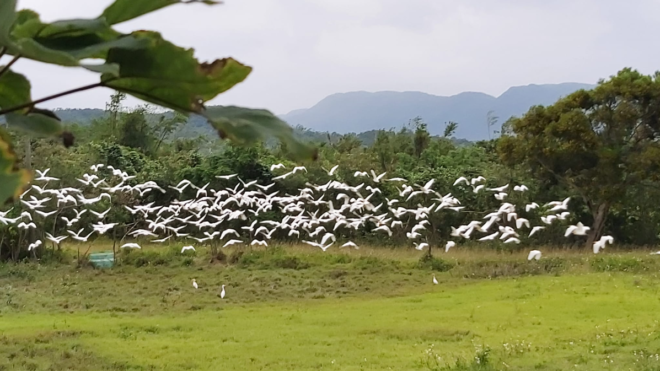 My Heart is in Manzhou: Documentary Review