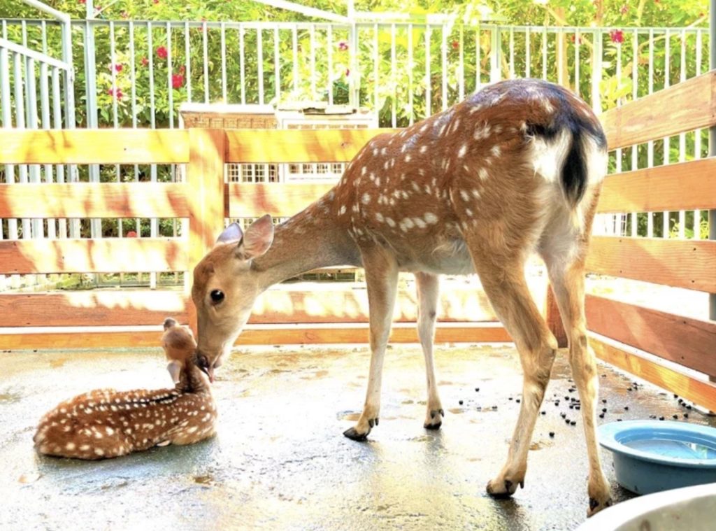 sika deer in kenting