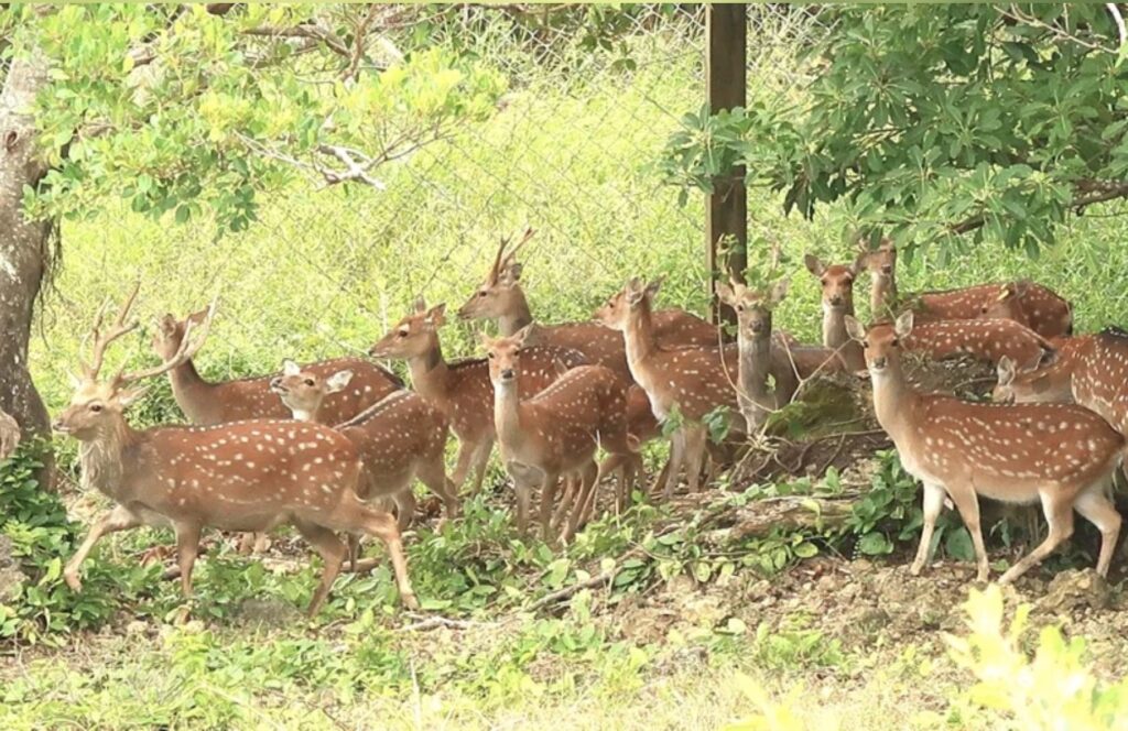 sika deers in kenting