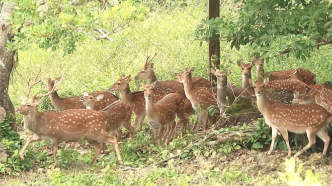 Can ecosystem services alleviate the deer problem in Kenting? Kenting Management Office: Eligibility and conditions may not be met.