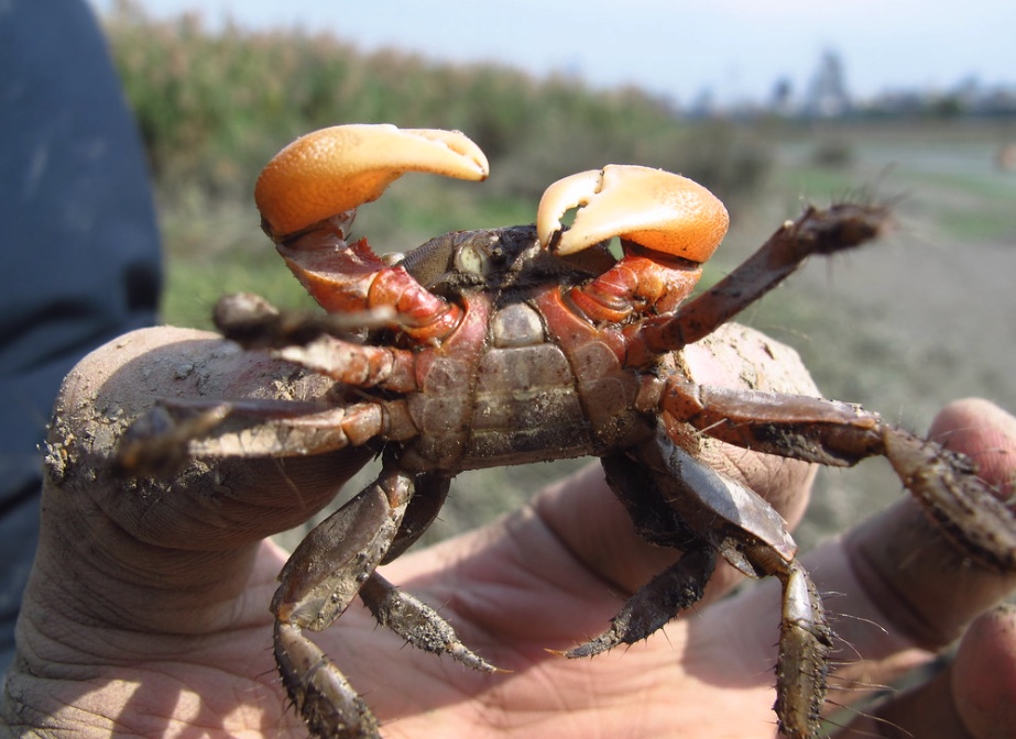 Chiromantes dehaani in kenting