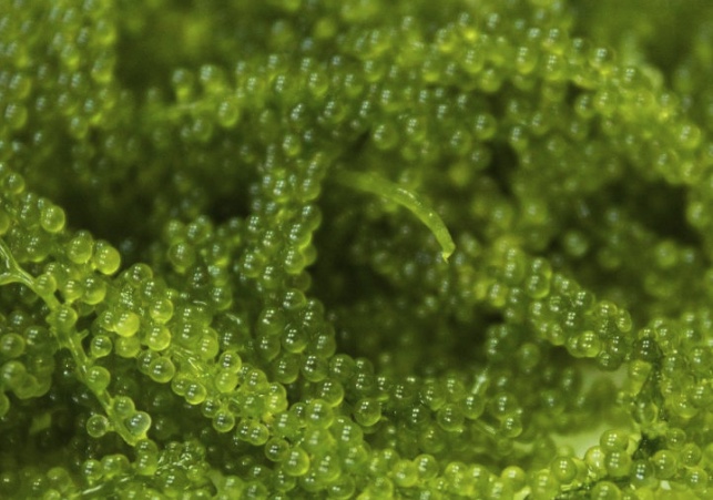 Caulerpa lentillifera in taiwan