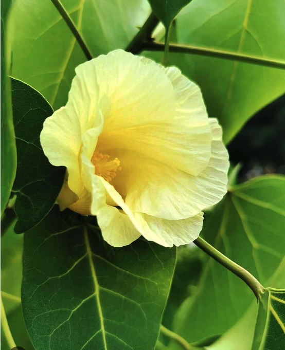 portia tree kenting