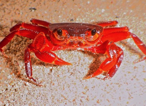Chiromantes haematocheir in taiwan