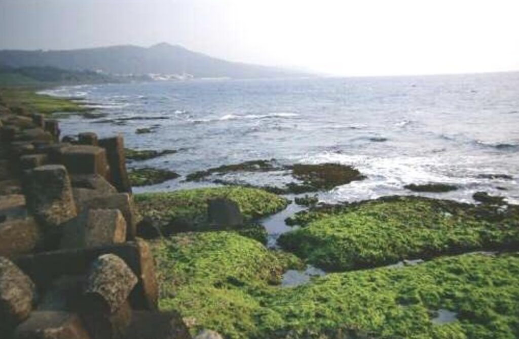 algae in shanhai coast