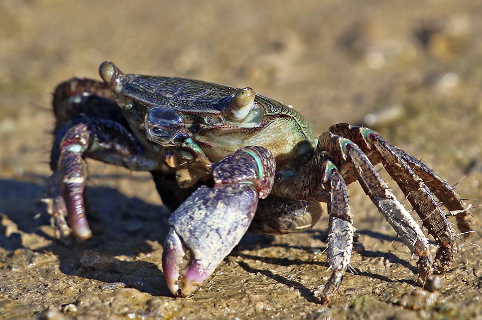 Metopograpsus frontalis