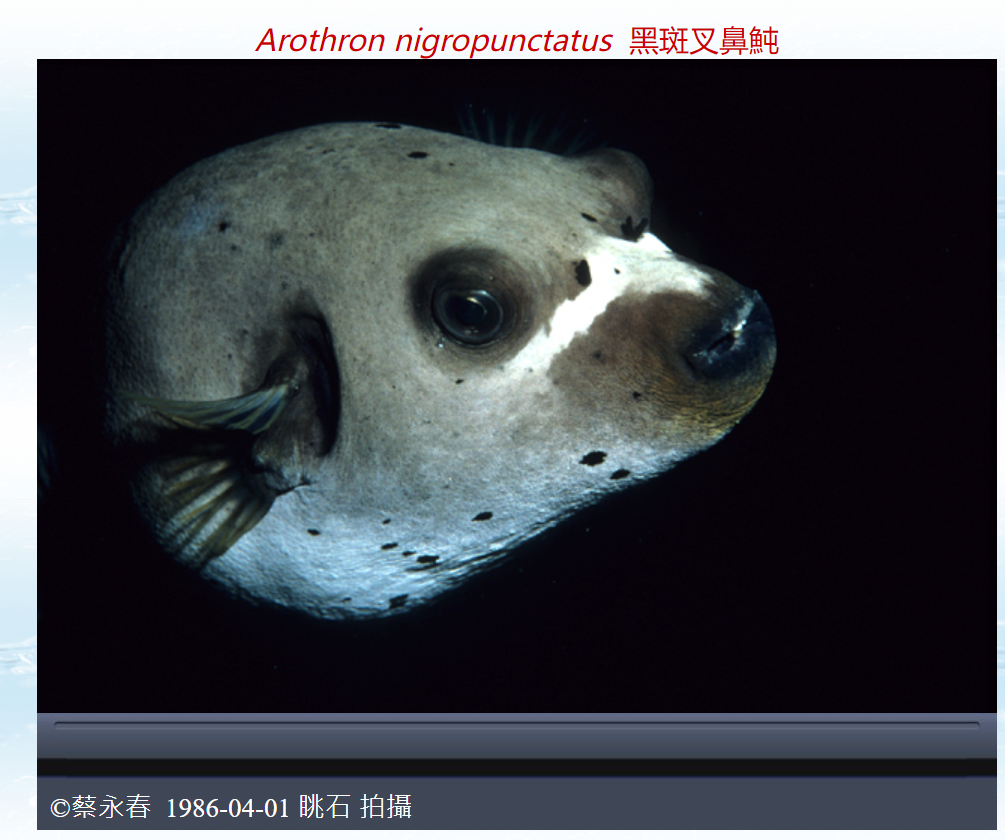 Arothron nigropunctatus 黑斑叉鼻魨