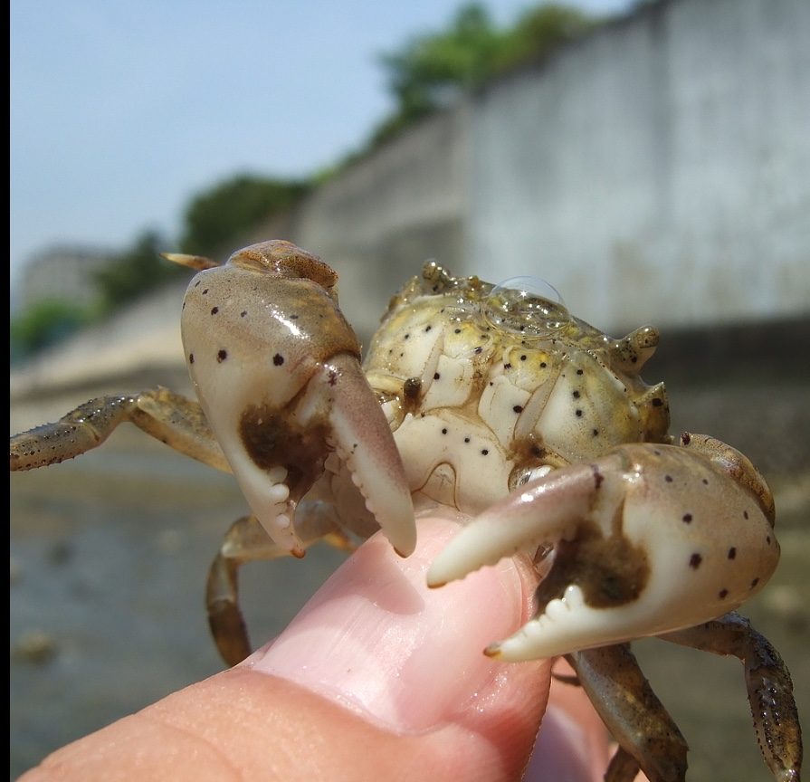 hemigrapsus penicillatus kenting