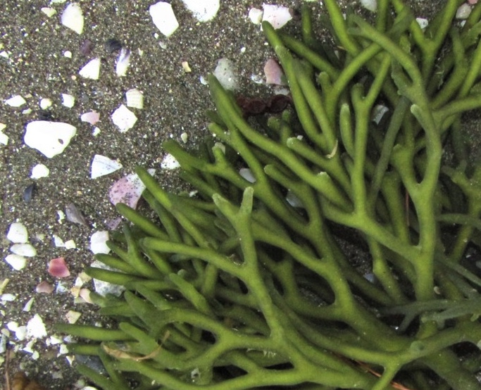 Codium fragile taiwan