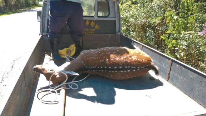 In Kenting Unlicensed Drunk Motorcyclist Collides with a Formosan Sika Deer
