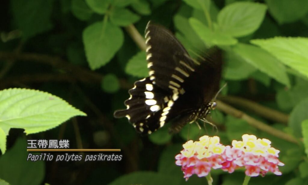 Papilio polytes pasikrates