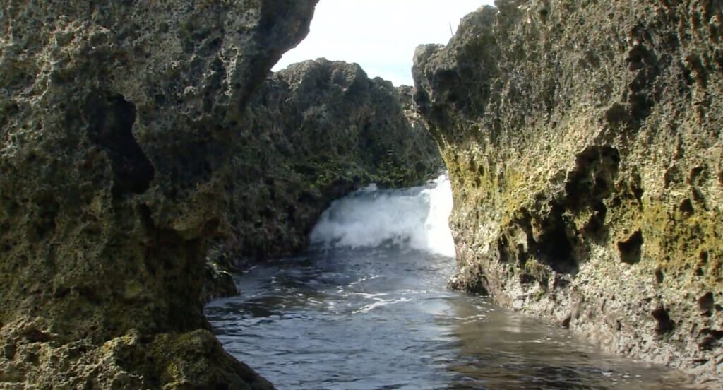 longkeng coastal ecosystem