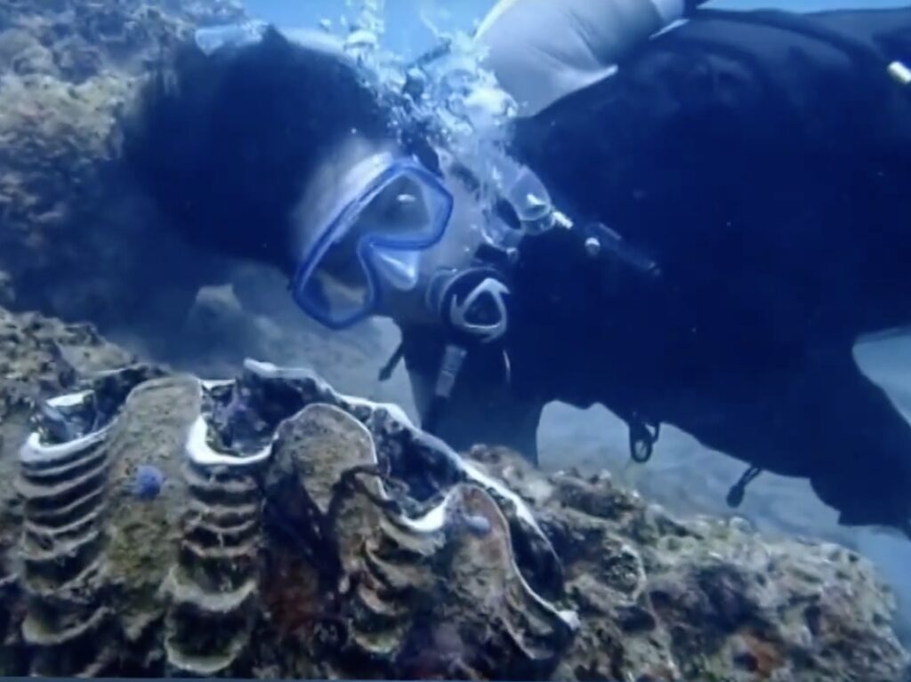 tourist diving near giant clam that later dissapeared