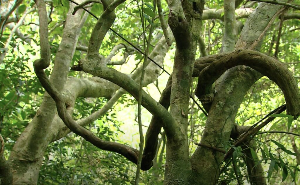 Speaker1: Strangling plants are one of the best known phenomena in the tropical rainforest.