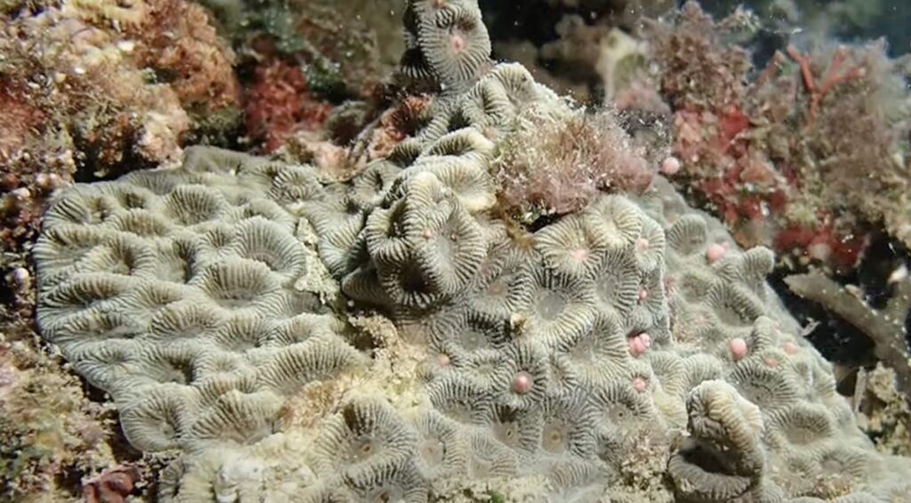 coral spawning in kenting