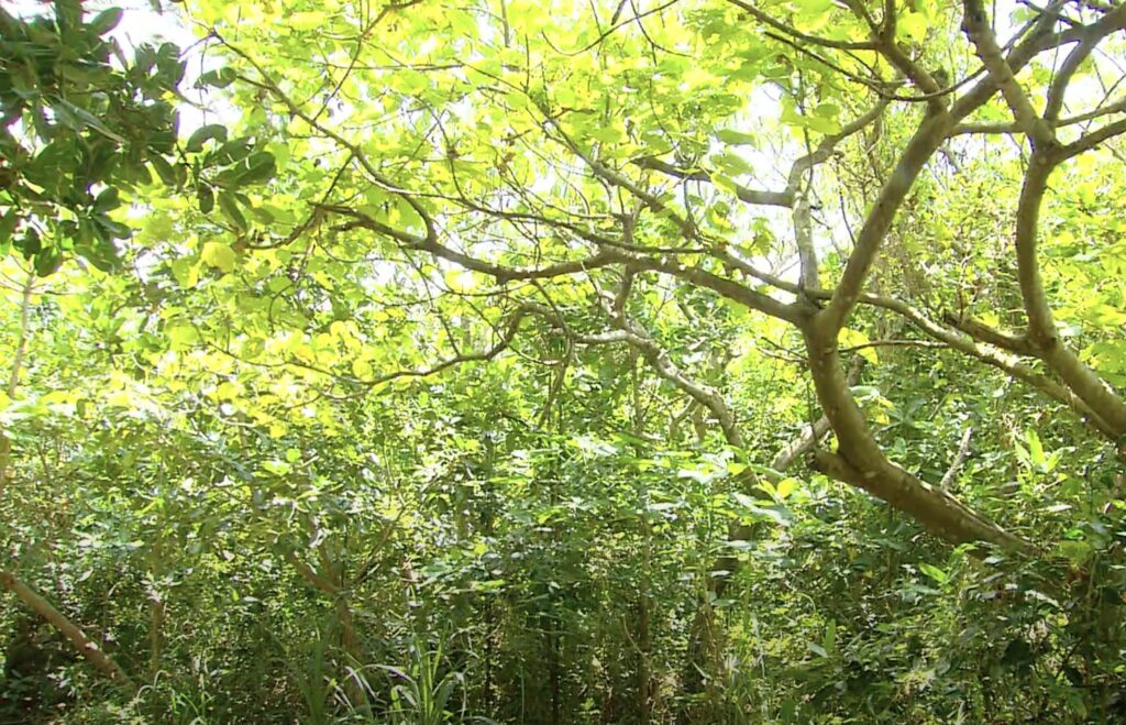 longkeng dense forest