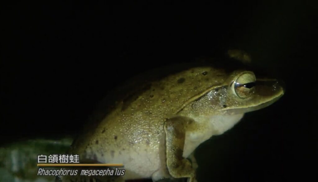 rhacophorus megacephalus