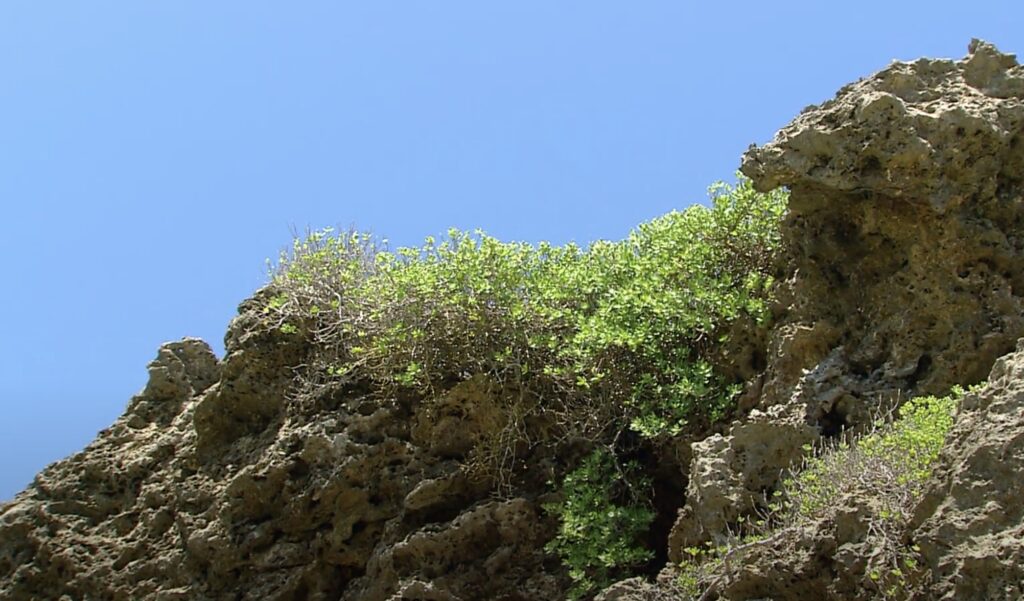 reef pemphis in longkeng