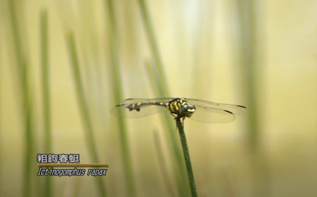 Ictinogpmphus rapax