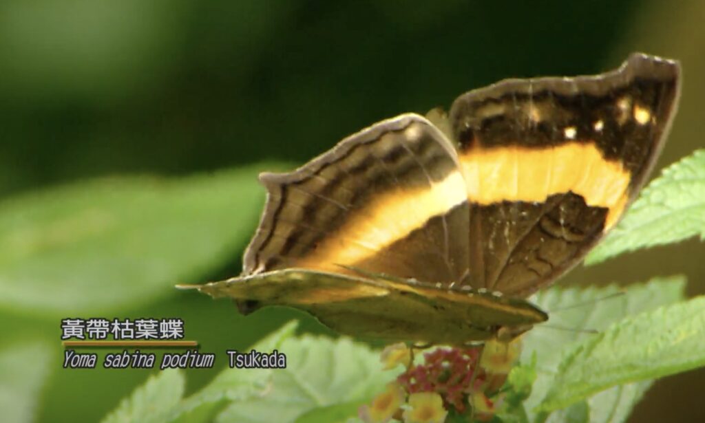 Yoma sabina podium Tsukada