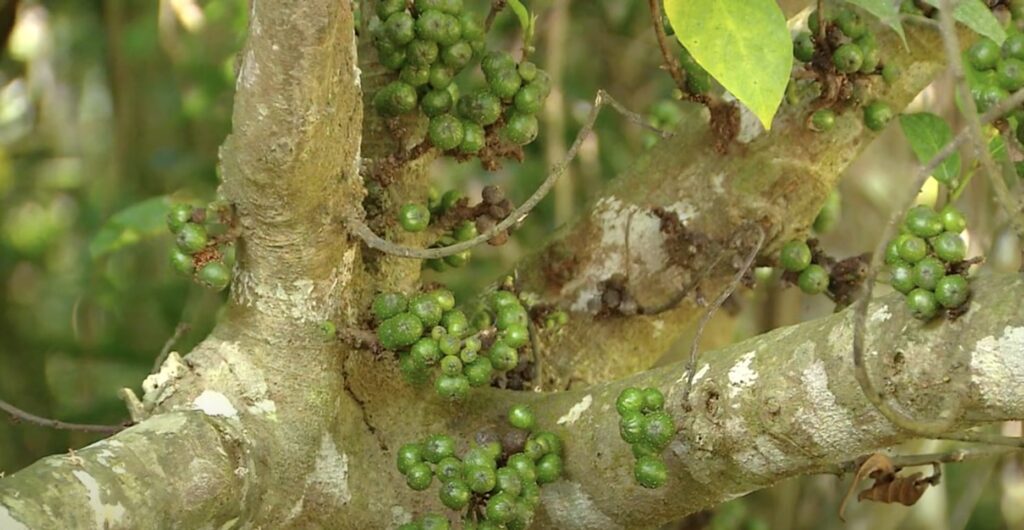 cauliflory phenomenon in nanrenshan park