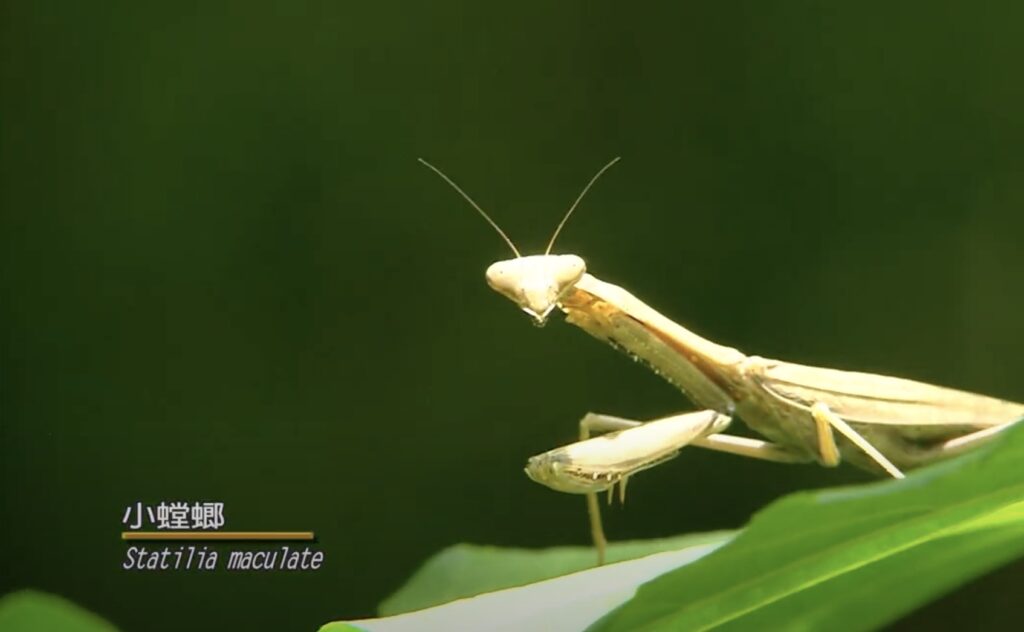statilia maculate
