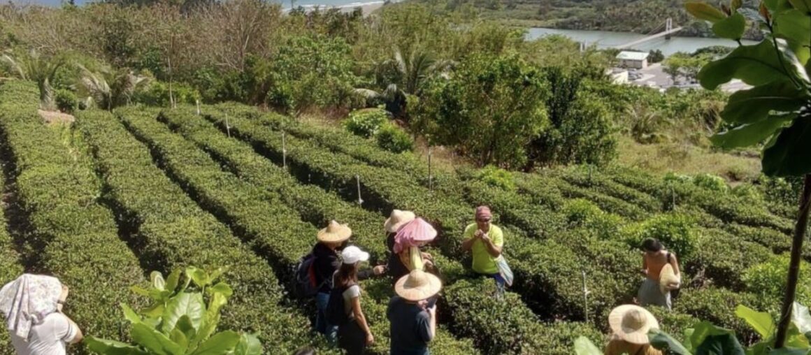Gangkou Tea Harvesting Culture and Crab Conservation Experience in Gangkou Village
