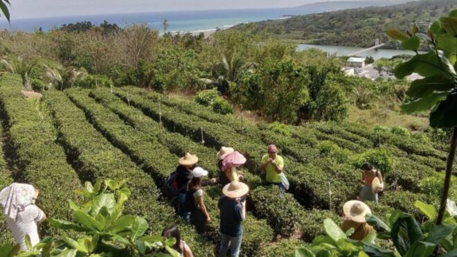 Gangkou Tea Harvesting Culture and Crab Conservation Experience in Gangkou Village