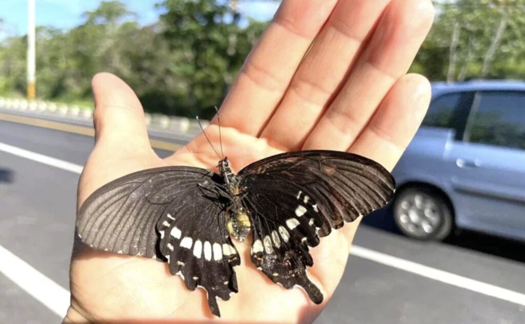Purple Crow butterflies in Kenting