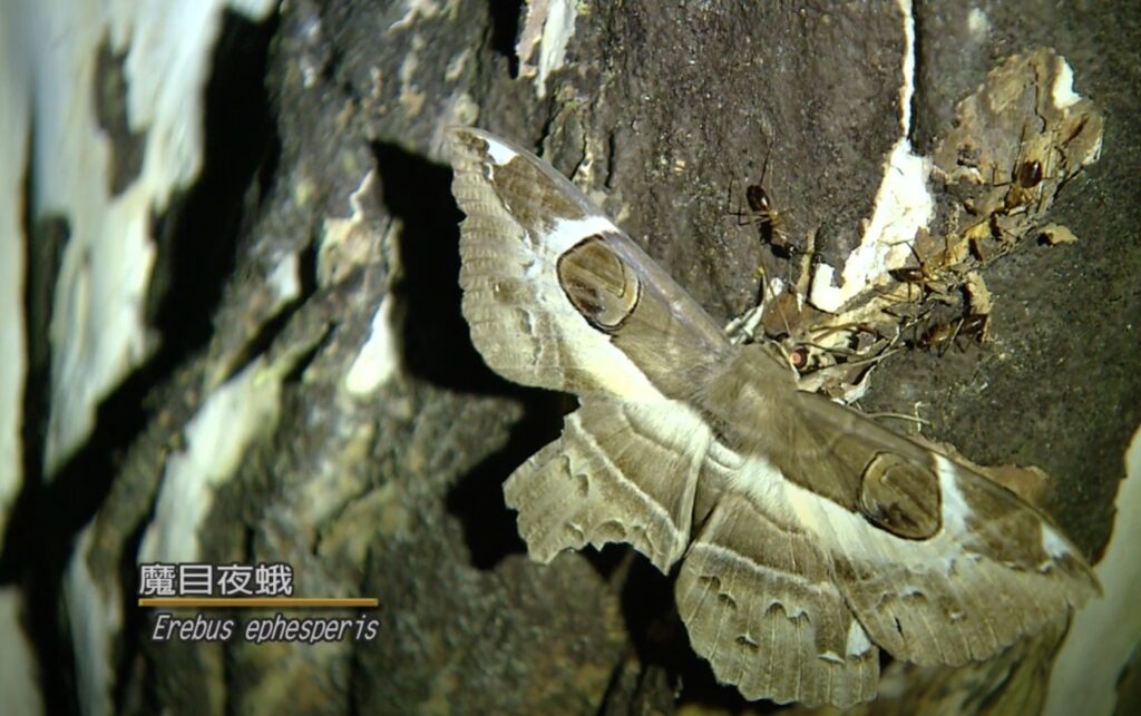 Erebus Ephesperis in nanrenshan