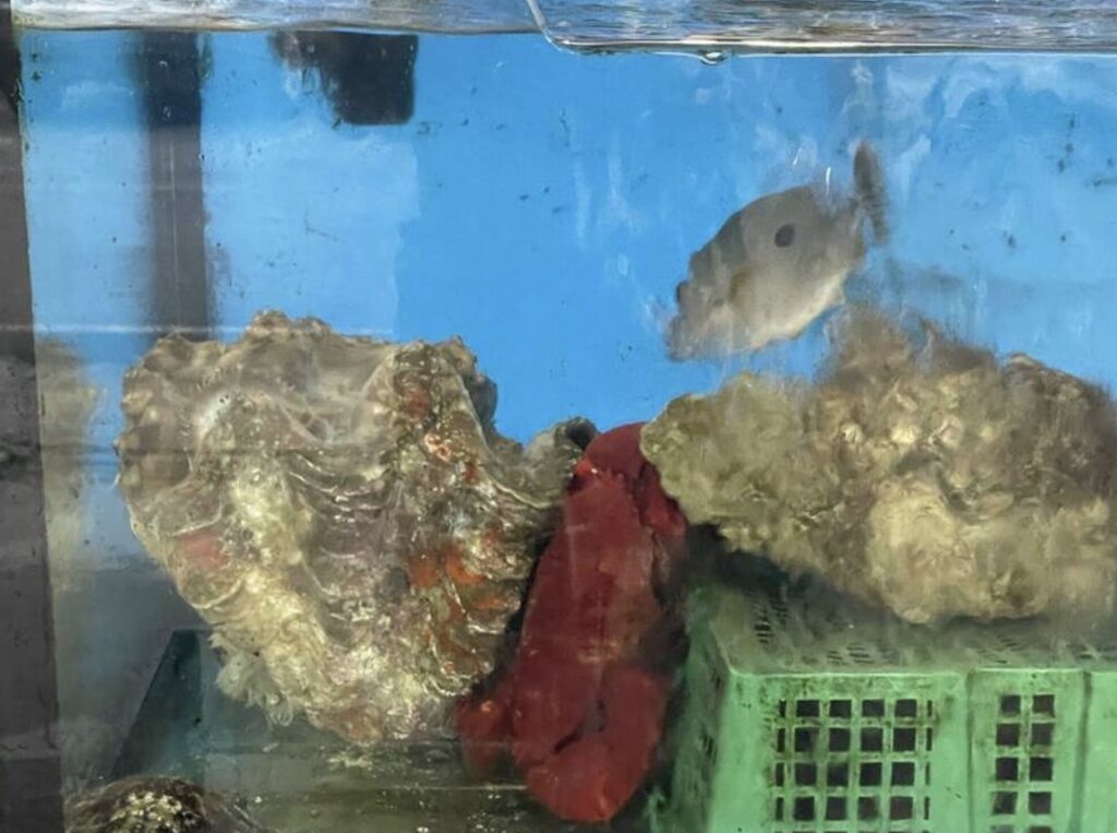 giant clams on display in kenting food store